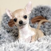 チワワ(スムース)