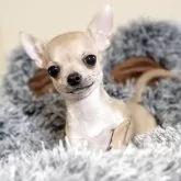 チワワ(スムース)