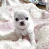 チワワ(ロング)