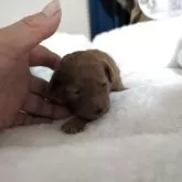 トイプードル(トイ)【秋田県・男の子・2025年10月31日・レッド】の写真1