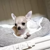 チワワ(スムース)【秋田県・女の子・2025年7月22日・フォーン】の写真3