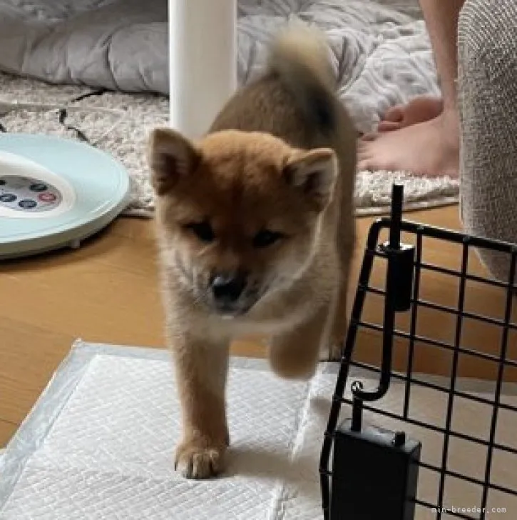 ID：2305-04903の子犬