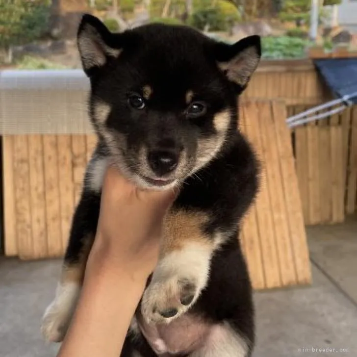 ID：2206-04141の子犬