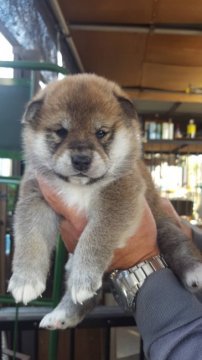 柴犬(標準サイズ)【山梨県・男の子・2020年10月24日・赤毛】の写真「小振りな父、母から生まれました。」