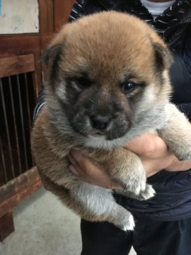 柴犬(標準サイズ)【山梨県・女の子・2020年9月11日・赤】の写真「当犬舎で残す予定の子です。」