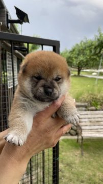柴犬(標準サイズ)【山梨県・男の子・2021年5月28日・赤毛】の写真「良い顔の男の子！」
