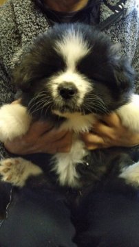 秋田犬【山梨県・女の子・2021年12月5日・虎毛】の写真「モフモフの長毛女の子です。」