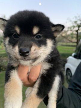 柴犬(標準サイズ)【山梨県・男の子・2021年10月7日・黒柴】の写真「四つ目クッキリ美男子です。」