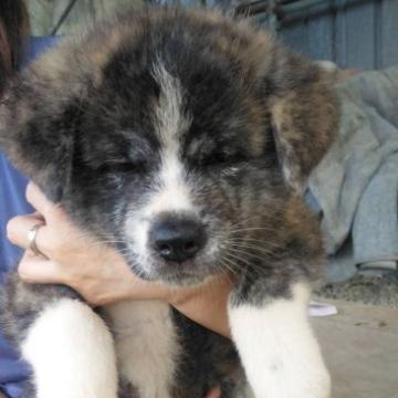 秋田犬【山梨県・女の子・2022年6月15日・虎毛】の写真「赤虎の可愛い子です。」