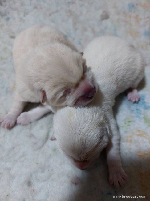 境川弘ブリーダーのブログ：白の柴犬産まれた　ゴルデンウィークベイビー