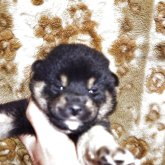 柴犬(標準サイズ)