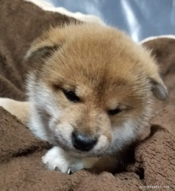 ID：2107-01103の子犬