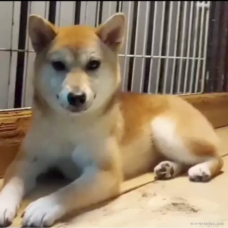 ID：2310-05498の子犬