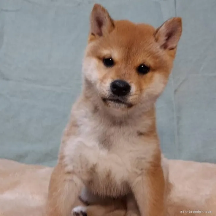 ID：2210-03896の子犬