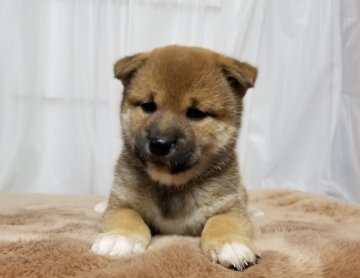 柴犬(標準サイズ)【石川県・女の子・2020年4月21日・赤】の写真「女の子❤」