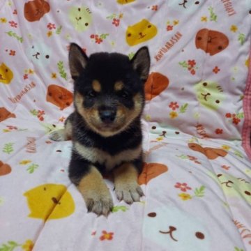 柴犬(豆柴)【石川県・女の子・2023年5月23日・黑】の写真「４兄妹の女子❤️
チビちゃん🥰」