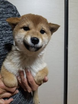 柴犬(標準サイズ)【石川県・男の子・2021年10月17日・赤】の写真「綺麗なオスです✨🥰
コロコロ、まんまる❤️」