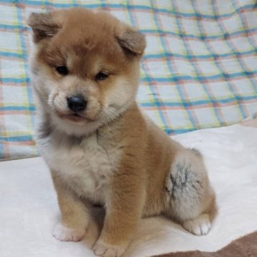 柴犬(標準サイズ)【石川県・男の子・2022年12月3日・赤】の写真「まんまる　たぬきくん❤️」