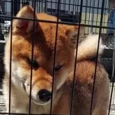 柴犬(標準サイズ)【石川県・女の子・2023年11月30日・赤】の写真1「柴犬の理想的な目型の女の子お母さんも凛とし美犬🥰」