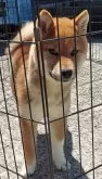 柴犬(標準サイズ)【石川県・女の子・2023年11月30日・赤】の写真3「展覧会向きかもね🐕」