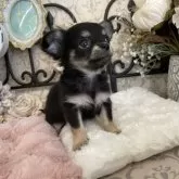 チワワ(ロング)【長野県・男の子・2025年6月26日・ブラック&タン】の写真7