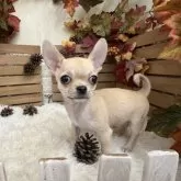 チワワ(スムース)【長野県・男の子・2025年9月16日・レッド】の写真3