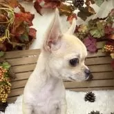 チワワ(スムース)【長野県・男の子・2025年9月16日・レッド】の写真5