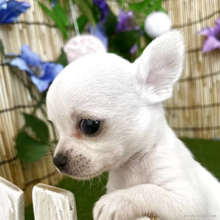 ID：2507-06636の子犬