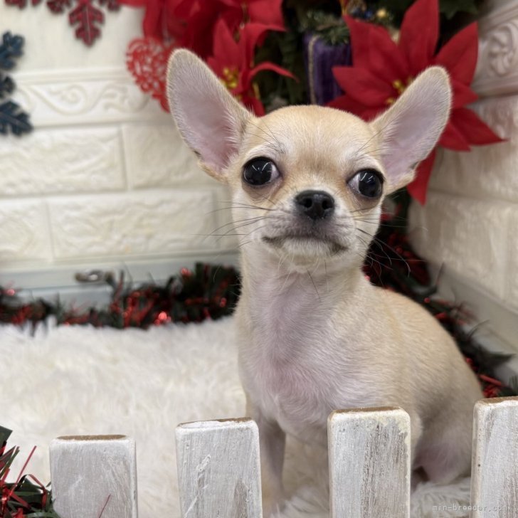 ブリーダー画像