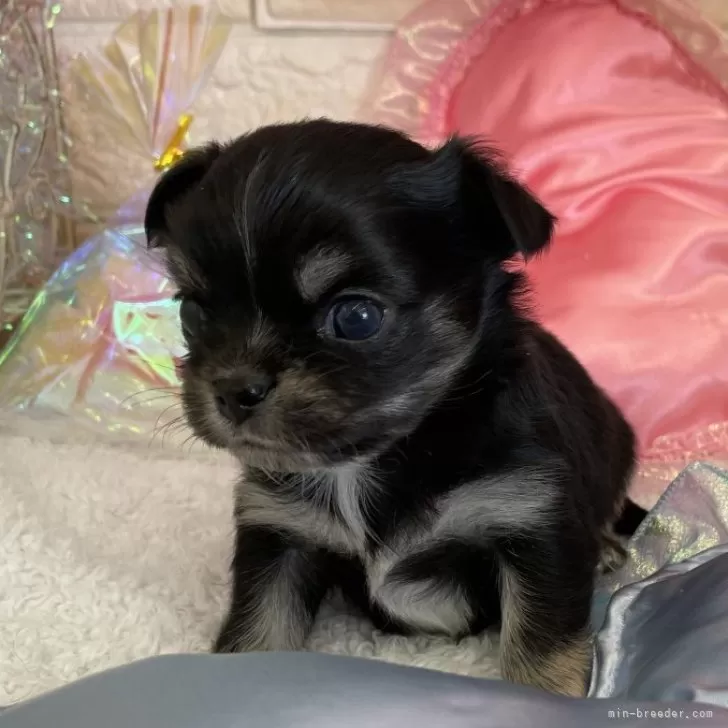 ID：2503-00095の子犬