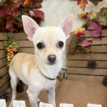 チワワ(スムース)【長野県・女の子・2025年6月26日・クリーム】の写真「ご見学後、一緒に帰れます💕」