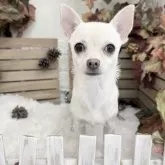 チワワ(スムース)