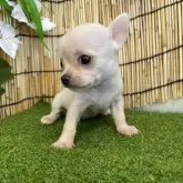 チワワ(スムース)【長野県・女の子・2025年6月26日・クリーム】の写真5