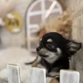 チワワ(ロング)【長野県・男の子・2025年6月26日・ブラック&タン】の写真3