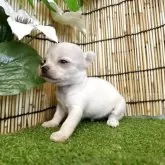 チワワ(スムース)【長野県・女の子・2025年6月26日・クリーム】の写真10