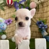 チワワ(スムース)【長野県・女の子・2025年6月26日・クリーム】の写真4
