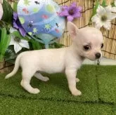 チワワ(スムース)【長野県・女の子・2025年6月26日・クリーム】の写真2