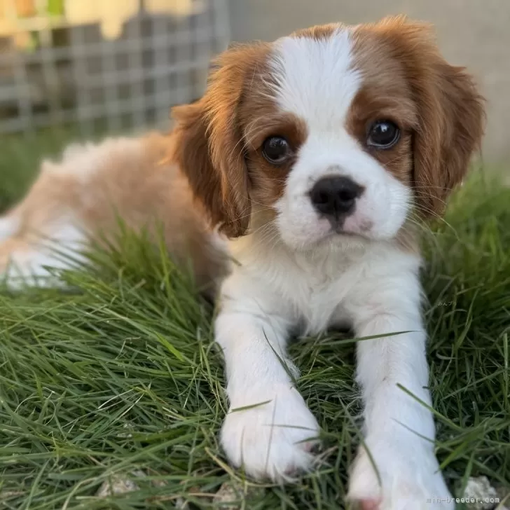 ID：2507-04357の子犬