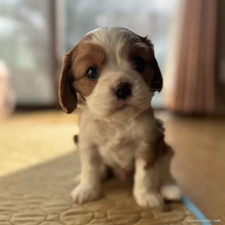 キャバリア【福岡県・男の子・2025年12月27日・ブレンハイム】の写真1「坊🍙」