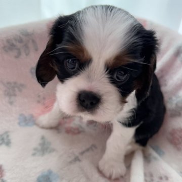 キャバリア【福岡県・男の子・2025年9月22日・トライカラー】の写真「コロリンとして可愛いきのこ坊や🍄‍🟫」