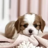 キャバリア【福岡県・男の子・2025年6月19日・ブレンハイム】の写真3「こっち向いてー！のパナップ🐶」