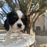 キャバリア【福岡県・女の子・2025年12月20日・トライカラー】の写真8