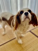 キャバリア【・女の子・2020年12月19日・ブレンハイム】「リラさん」