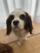 キャバリア【・女の子・2020年12月19日・ブレンハイム】「口がチャームポイント🌟」