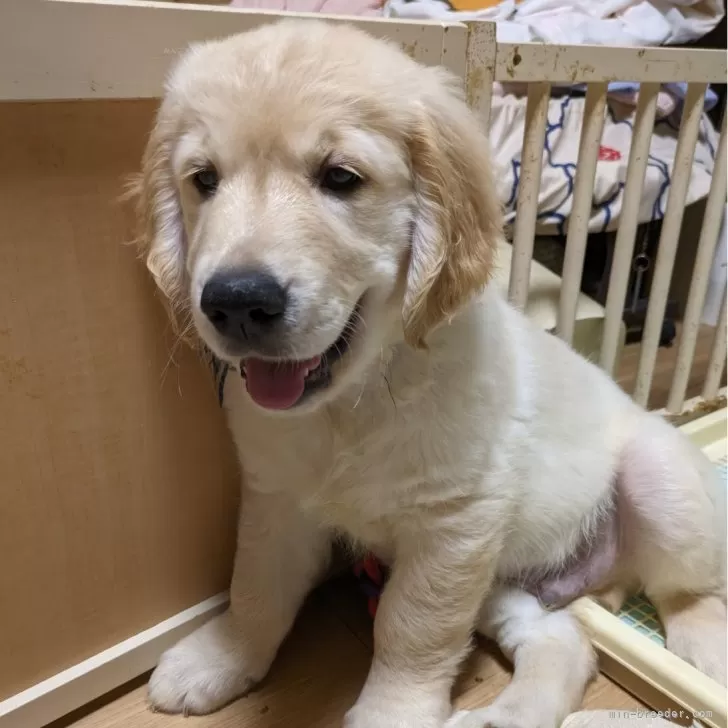 ID：2401-00731の子犬