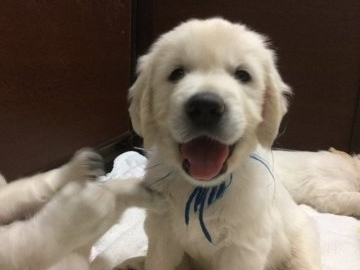 ゴールデンレトリバー【静岡県・男の子・2018年6月25日・クリーム】の写真「青リボンくんは、ドッシリタイプ」