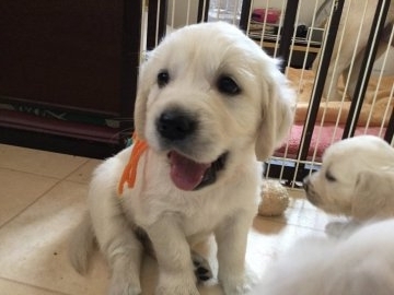 ゴールデンレトリバー【静岡県・女の子・2018年6月25日・クリーム】の写真「お茶目なオレンジリボンちゃん」