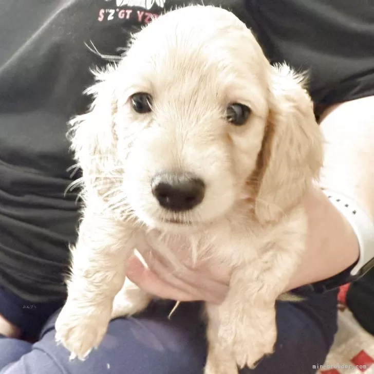 ID:2507-05605の子犬
