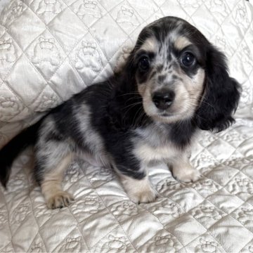 ミニチュアダックスフンド(ロング)【鹿児島県・男の子・2025年8月3日・シルバーダップル】の写真「父親チャンピオン直子」