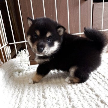 柴犬(豆柴)【鹿児島県・男の子・2025年8月12日・黒】の写真「整った素敵な男の子」